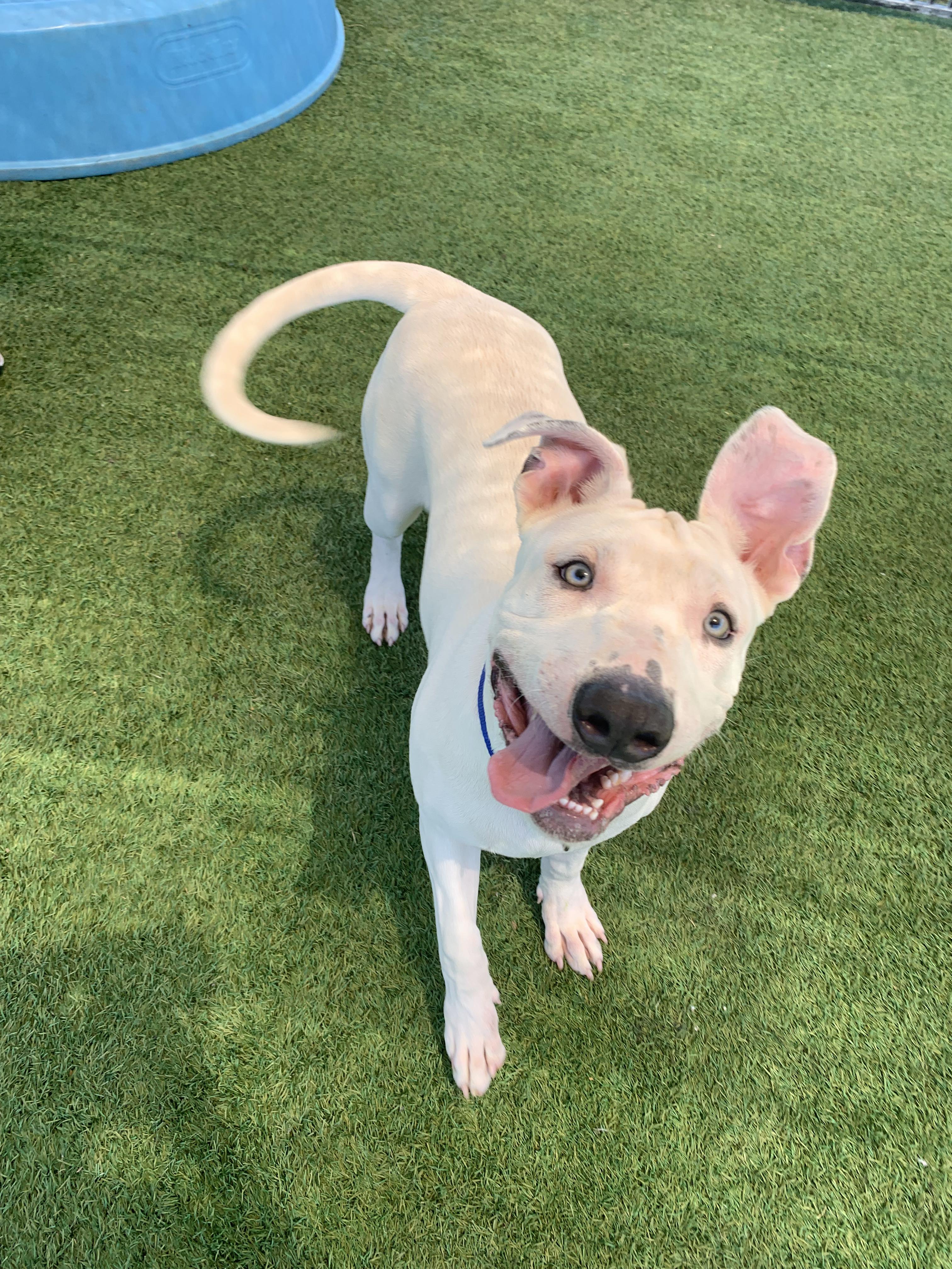 Puck, ADOPTABLE, Young Male Terrier & Pit Bull Terrier.