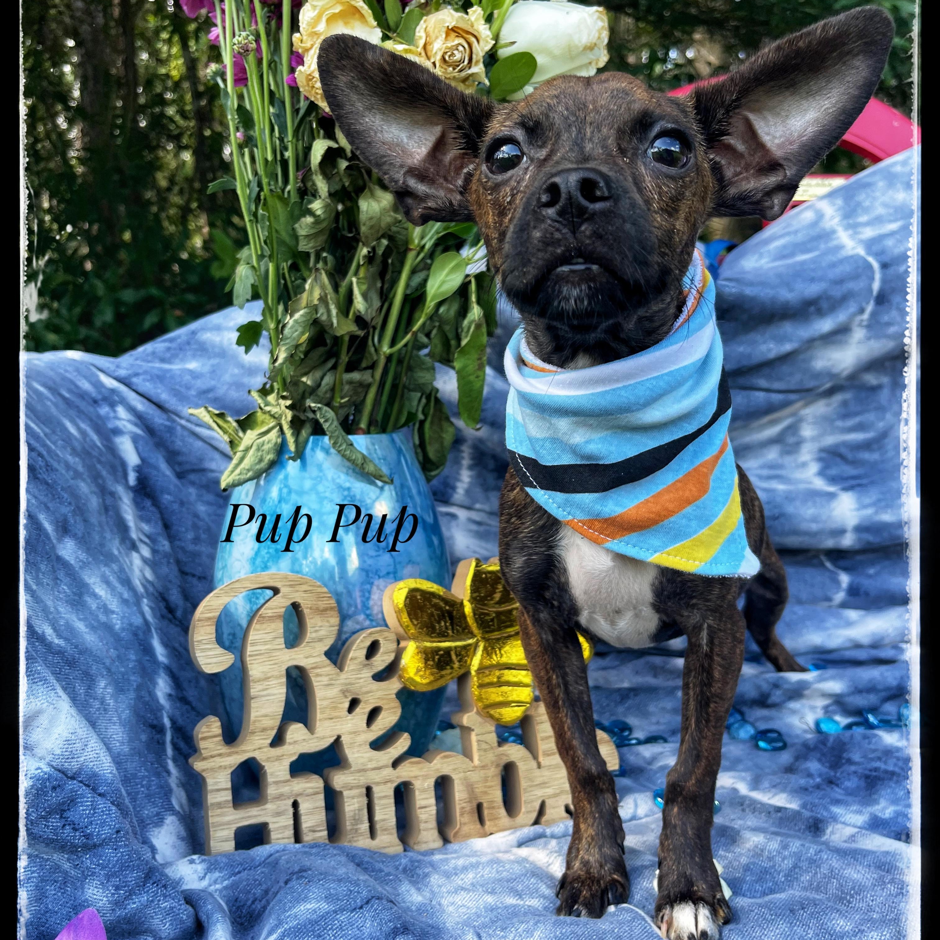 Pup Pup photo 1