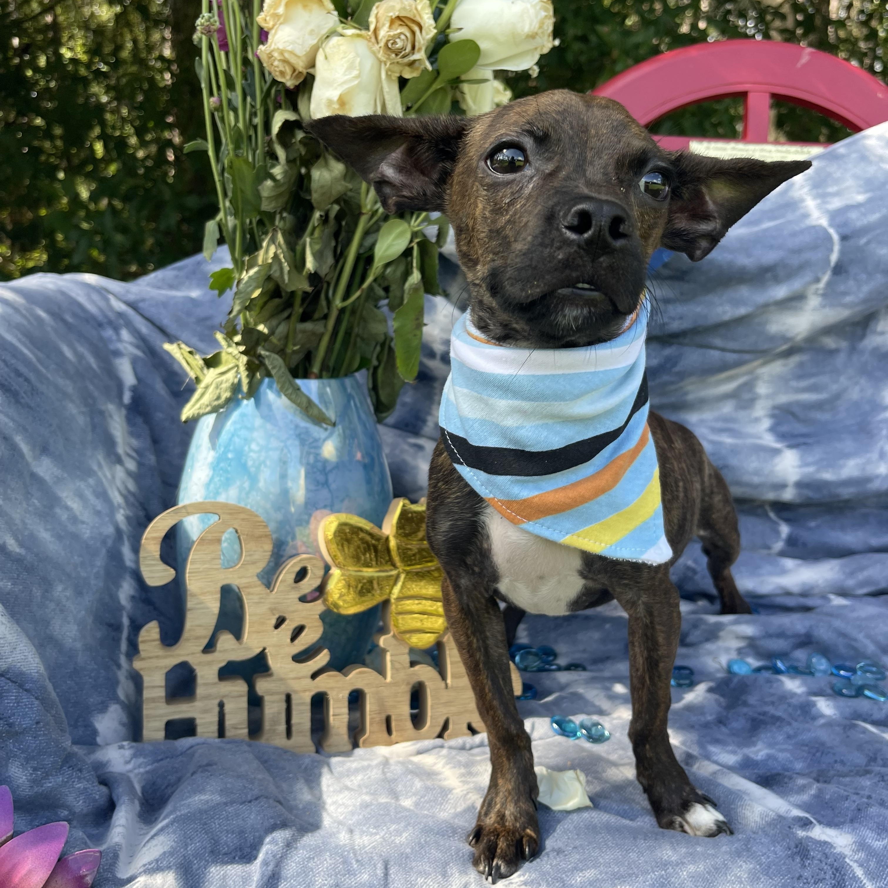 Pup Pup thumbnail 2