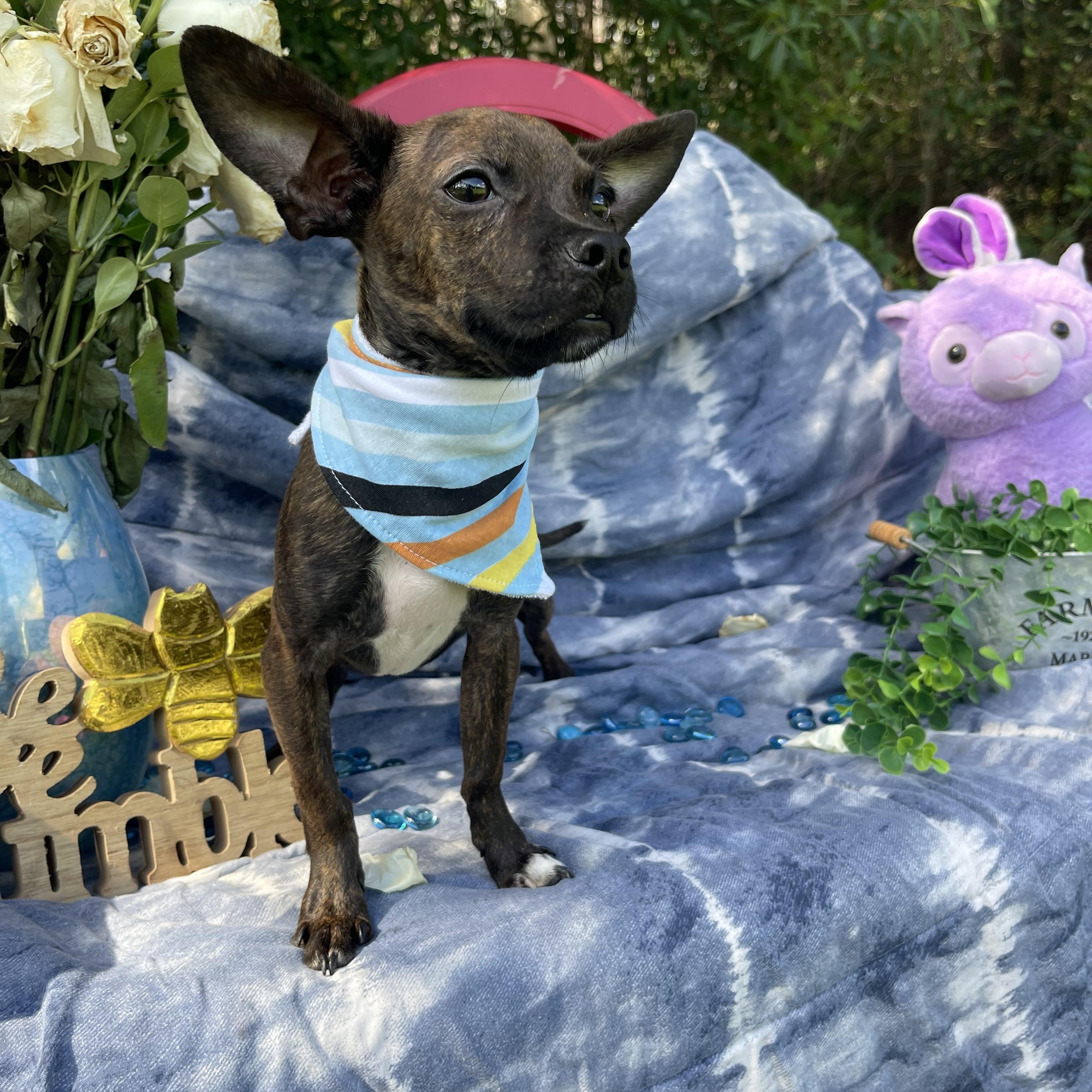 Pup Pup thumbnail 5