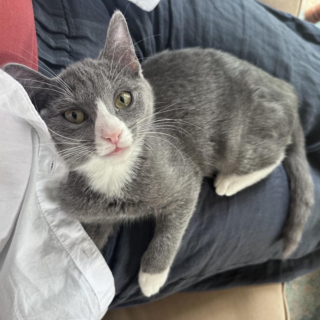 Drusilla, Adoptable, Kitten Female Domestic Short Hair.