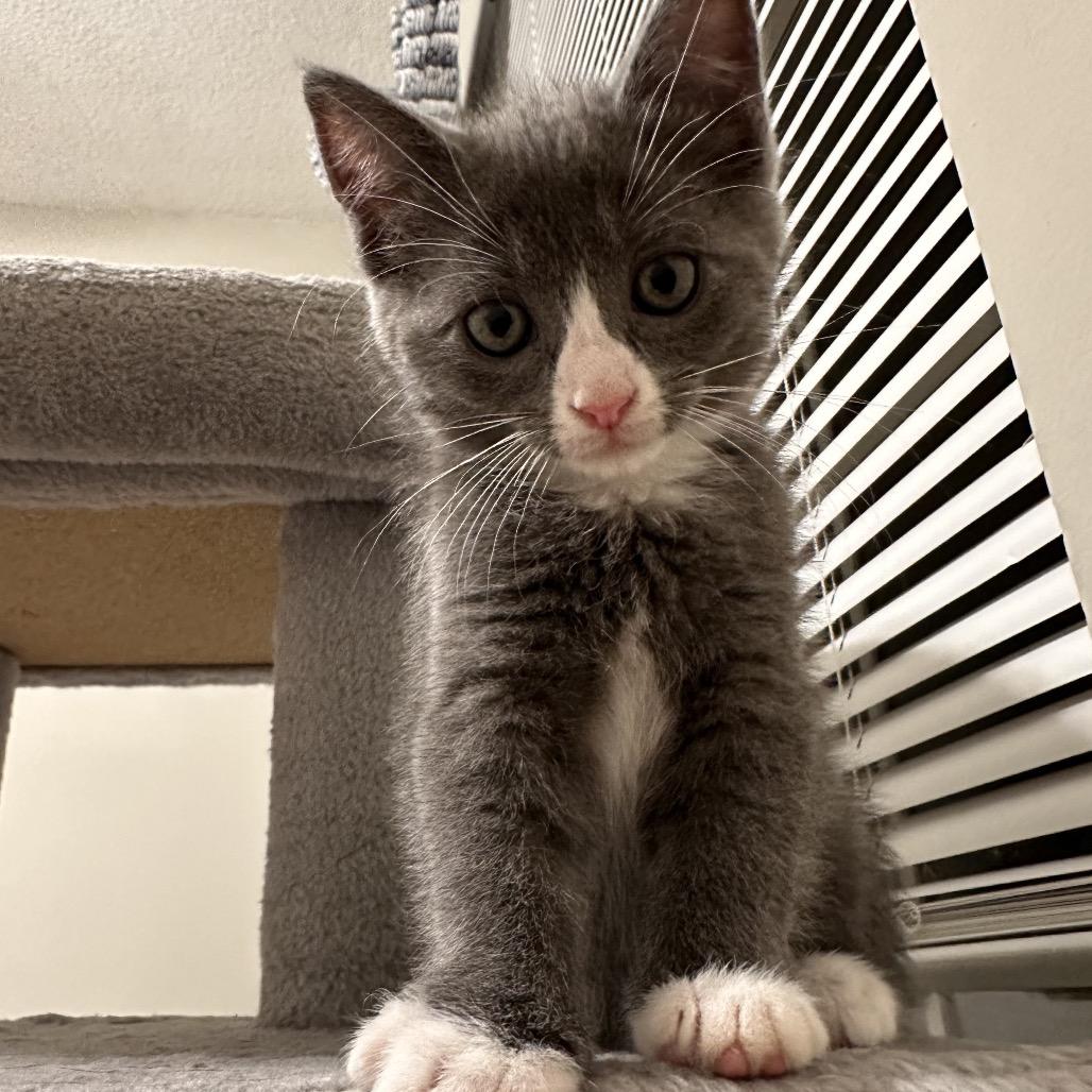 Enlarge Drusilla, a Adoptable Domestic Short Hair in Huntsville, AL image 2/6