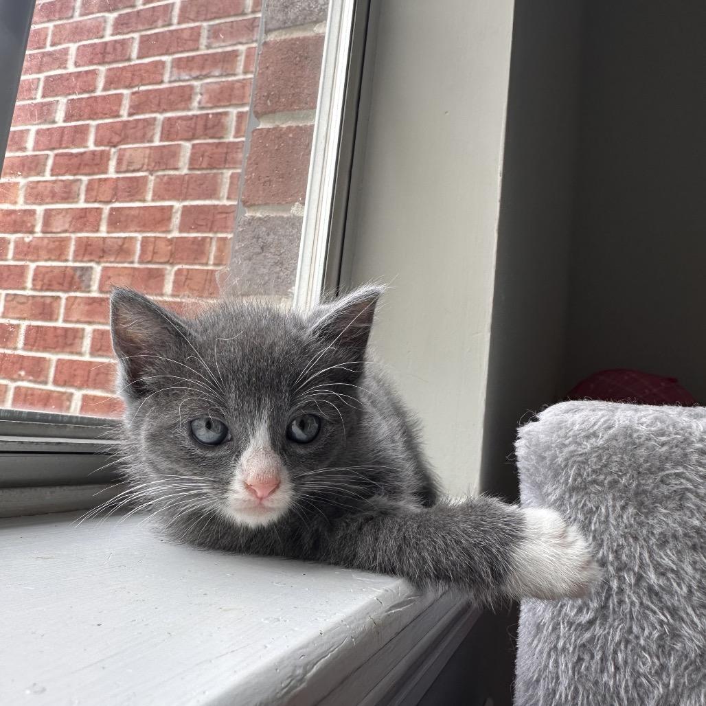 Enlarge Drusilla, a Adoptable Domestic Short Hair in Huntsville, AL image 3/6