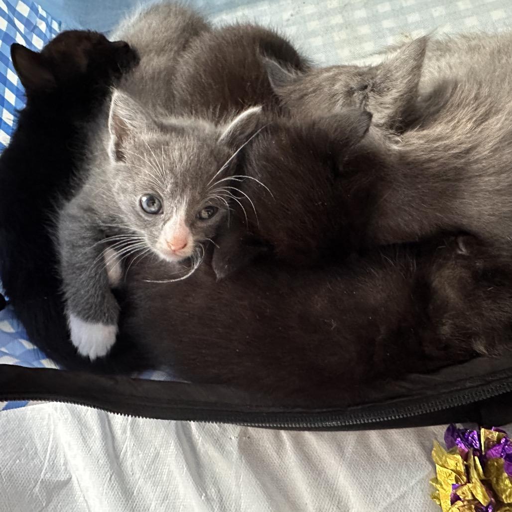 Drusilla, Adoptable, Kitten Female Domestic Short Hair.