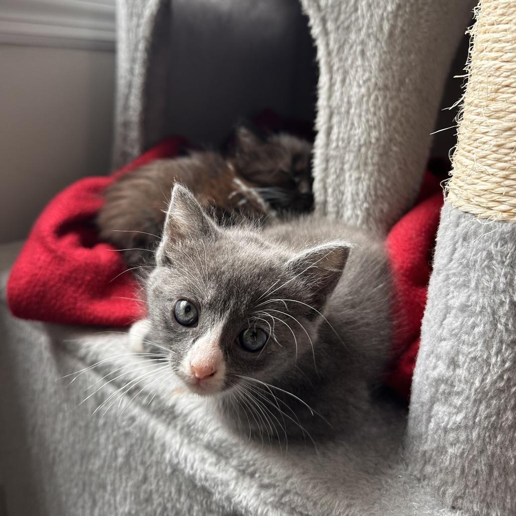 Drusilla, a Adoptable Domestic Short Hair in Huntsville, AL image 2/6