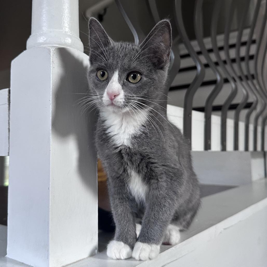 Enlarge Drusilla, a Adoptable Domestic Short Hair in Huntsville, AL image 5/6
