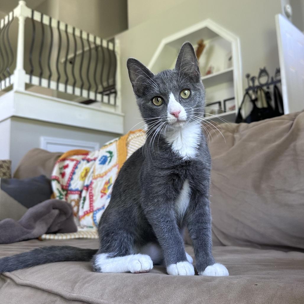 Drusilla, a Adoptable Domestic Short Hair in Huntsville, AL image 5/6