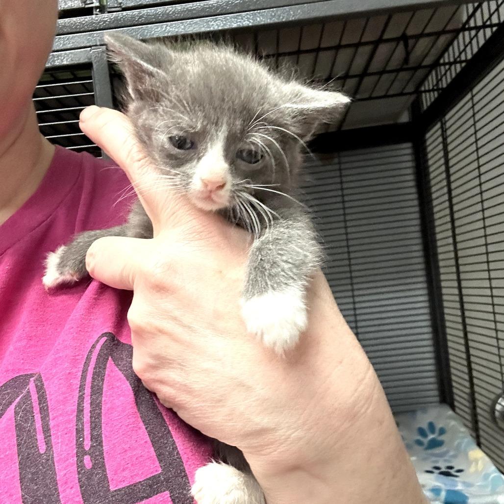 Drusilla, a Adoptable Domestic Short Hair in Huntsville, AL image 5/6