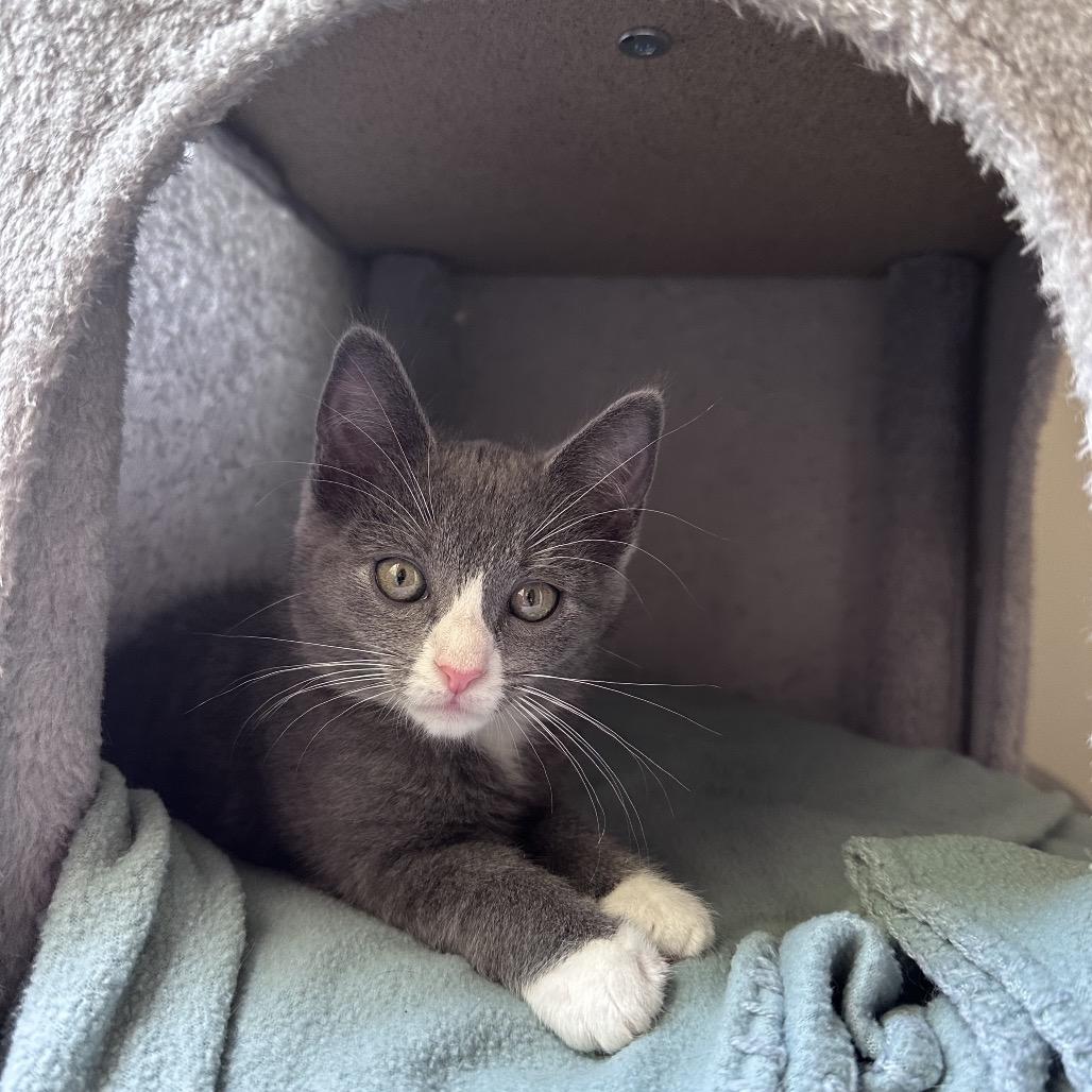 Enlarge Drusilla, a Adoptable Domestic Short Hair in Huntsville, AL image 6/6
