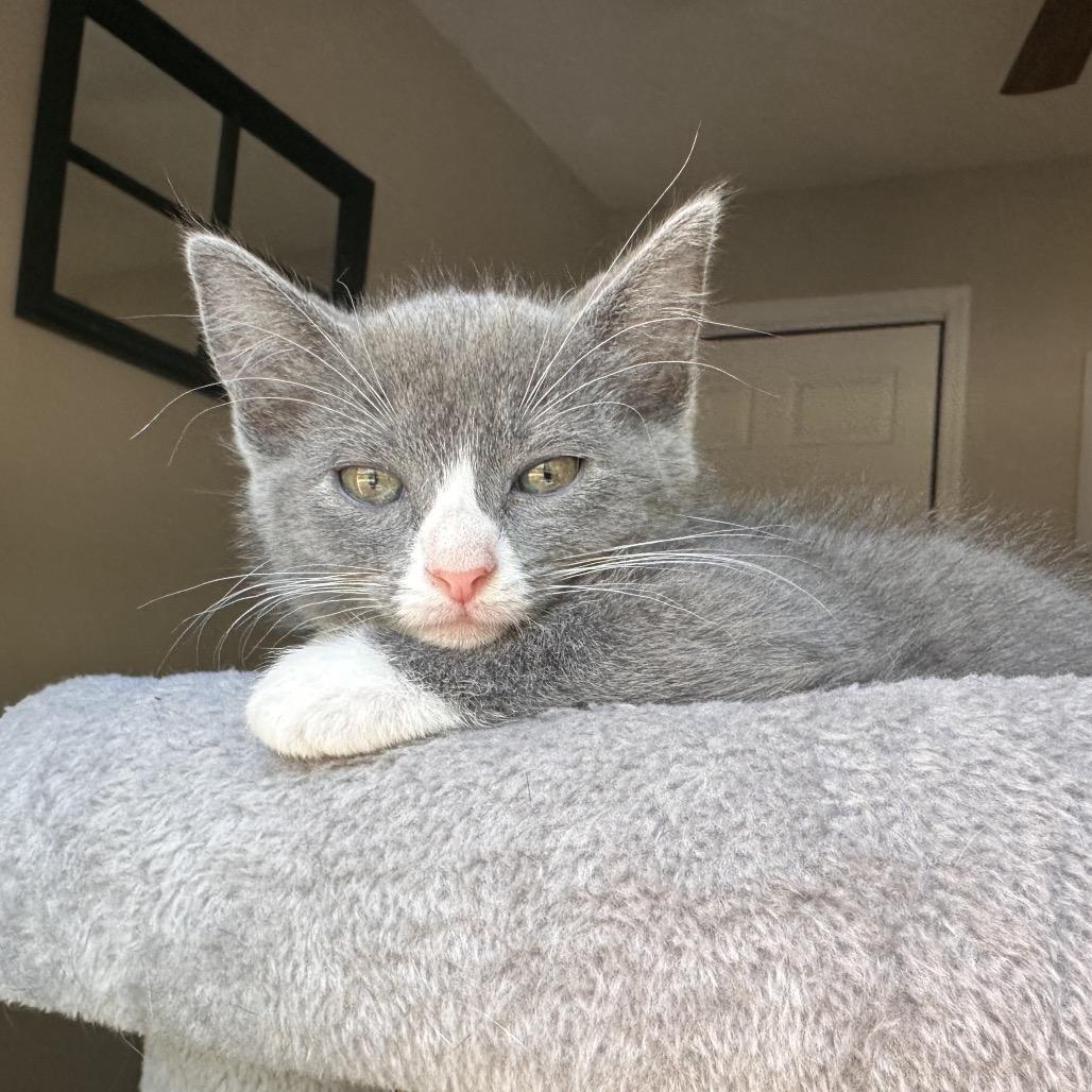 Drusilla, a Adoptable Domestic Short Hair in Huntsville, AL image 6/6