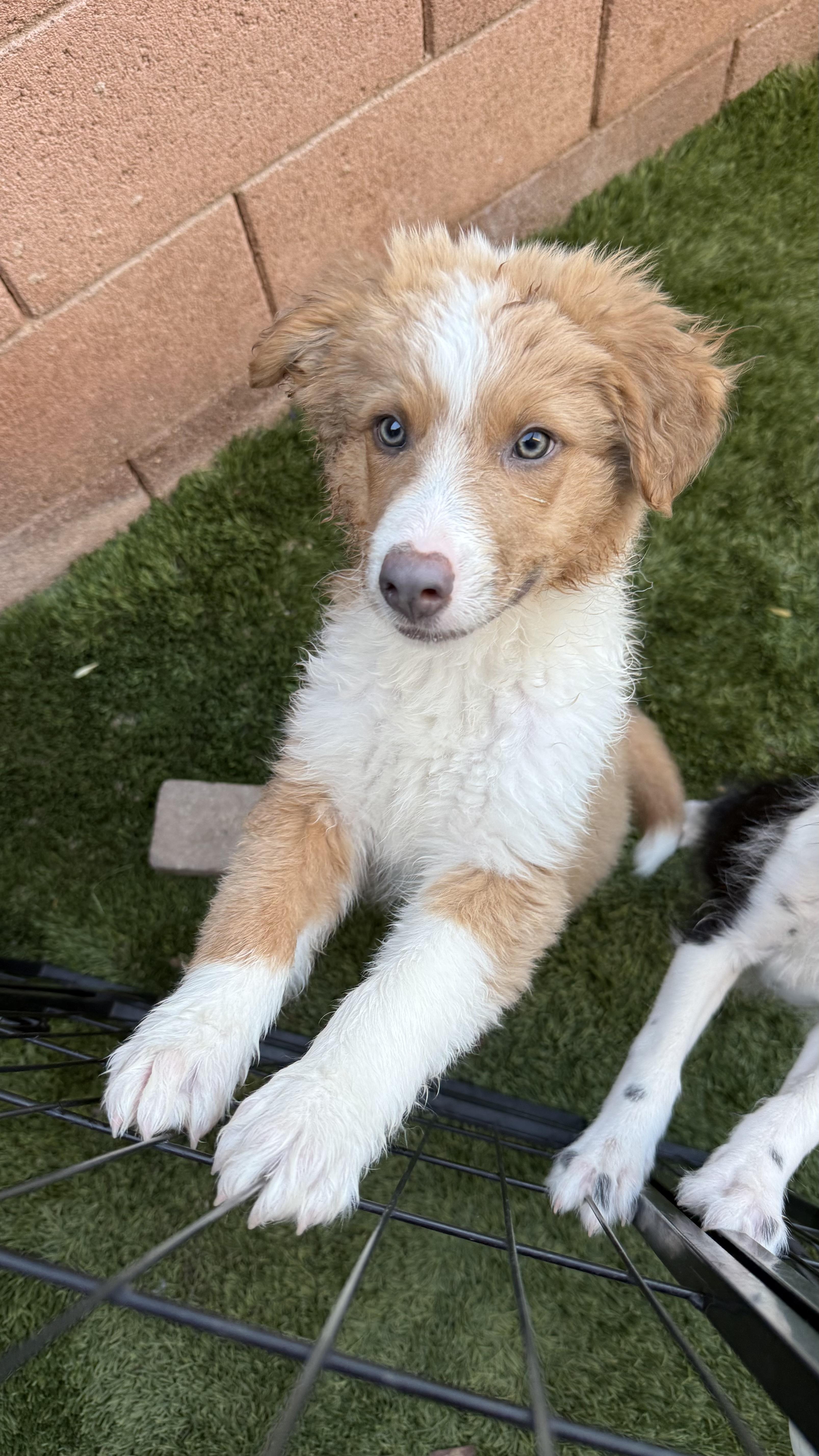 Oliver, Adoptable, Puppy Male Australian Shepherd.