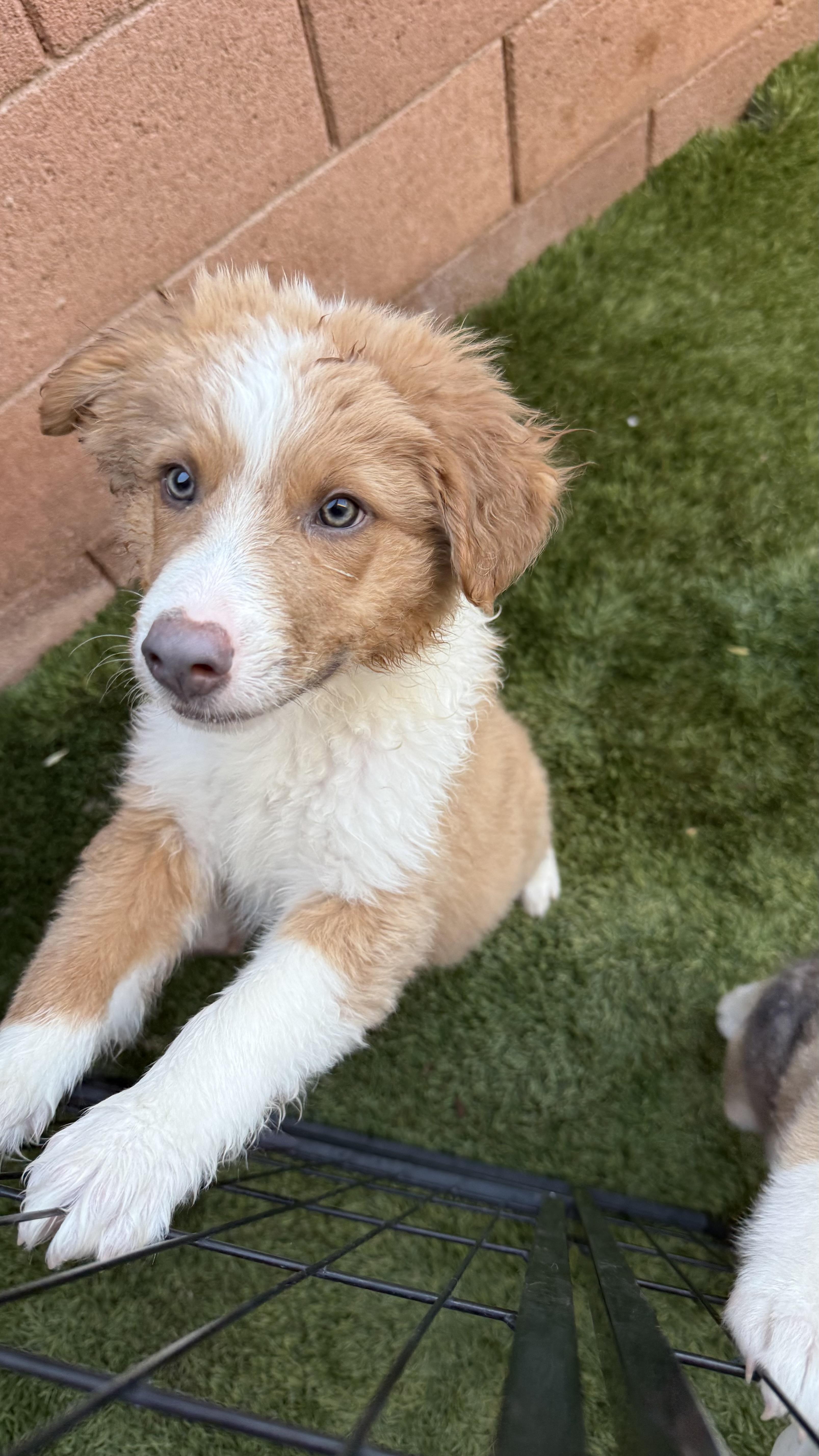 Oliver, a Adoptable mixed breed in Phoenix, AZ image 2/3