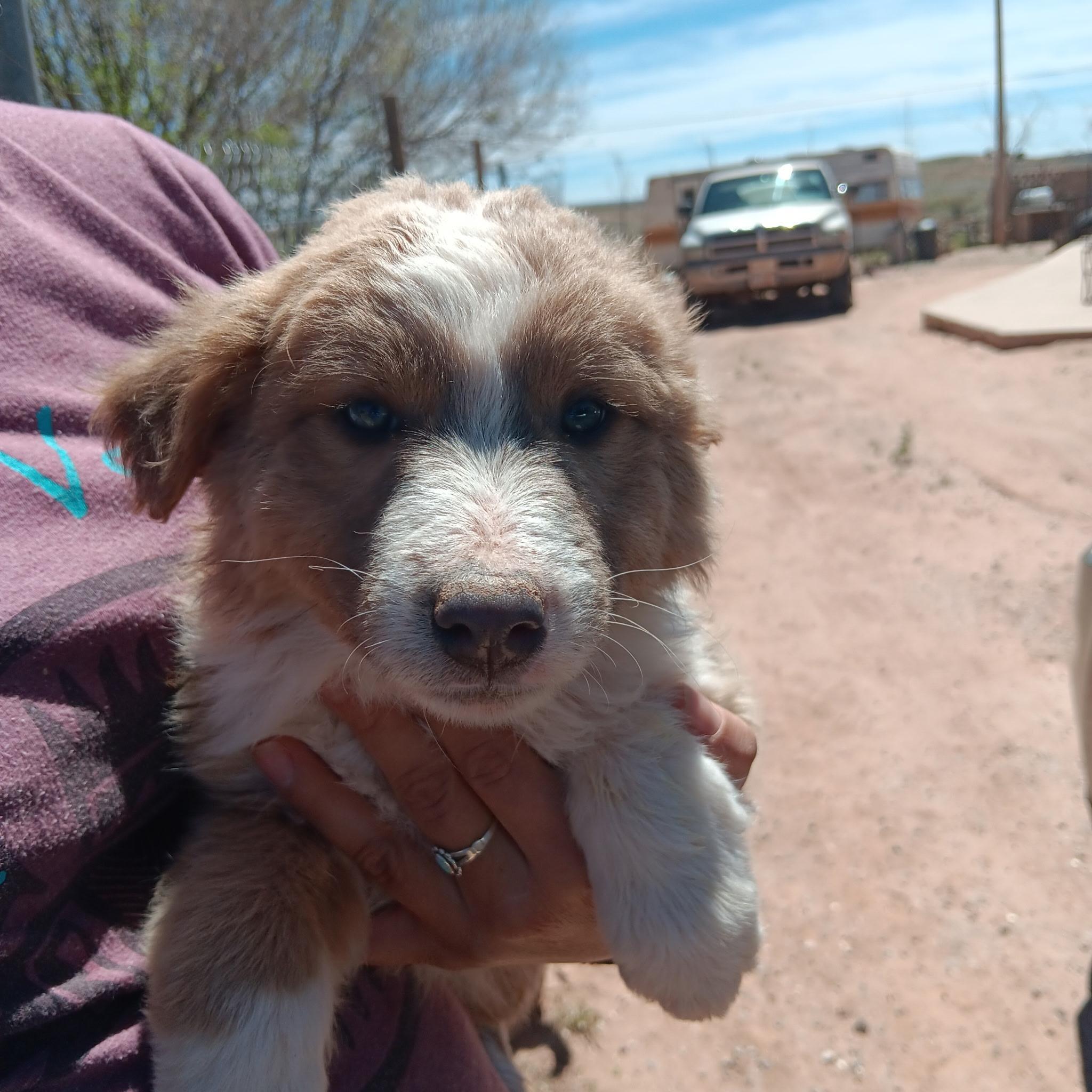Oliver, a Adoptable mixed breed in Phoenix, AZ image 3/3