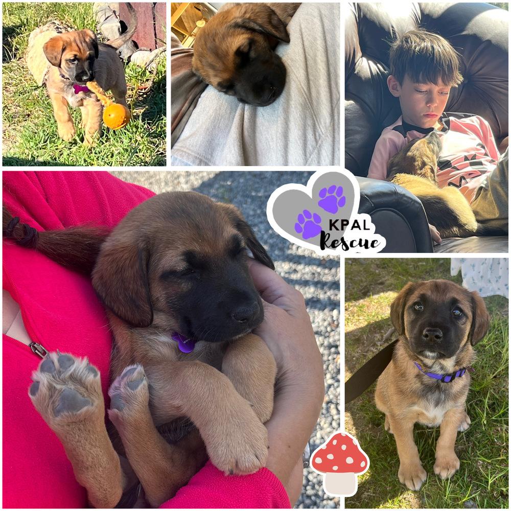 Porcini - Mushroom Litter, Adoptable, Puppy Female Mixed Breed & Mixed Breed.