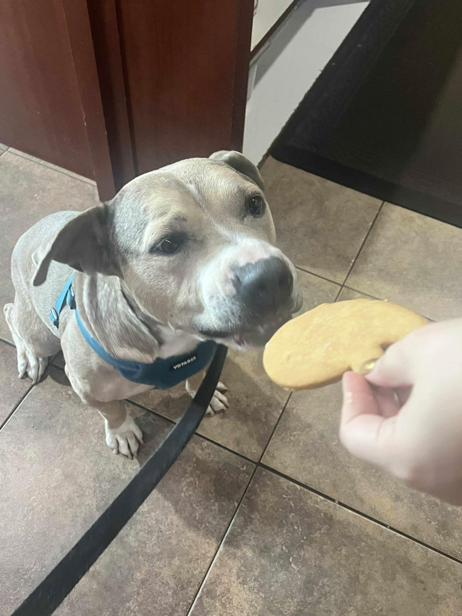 Bella, Adoptable, Adult Female Pit Bull Terrier.