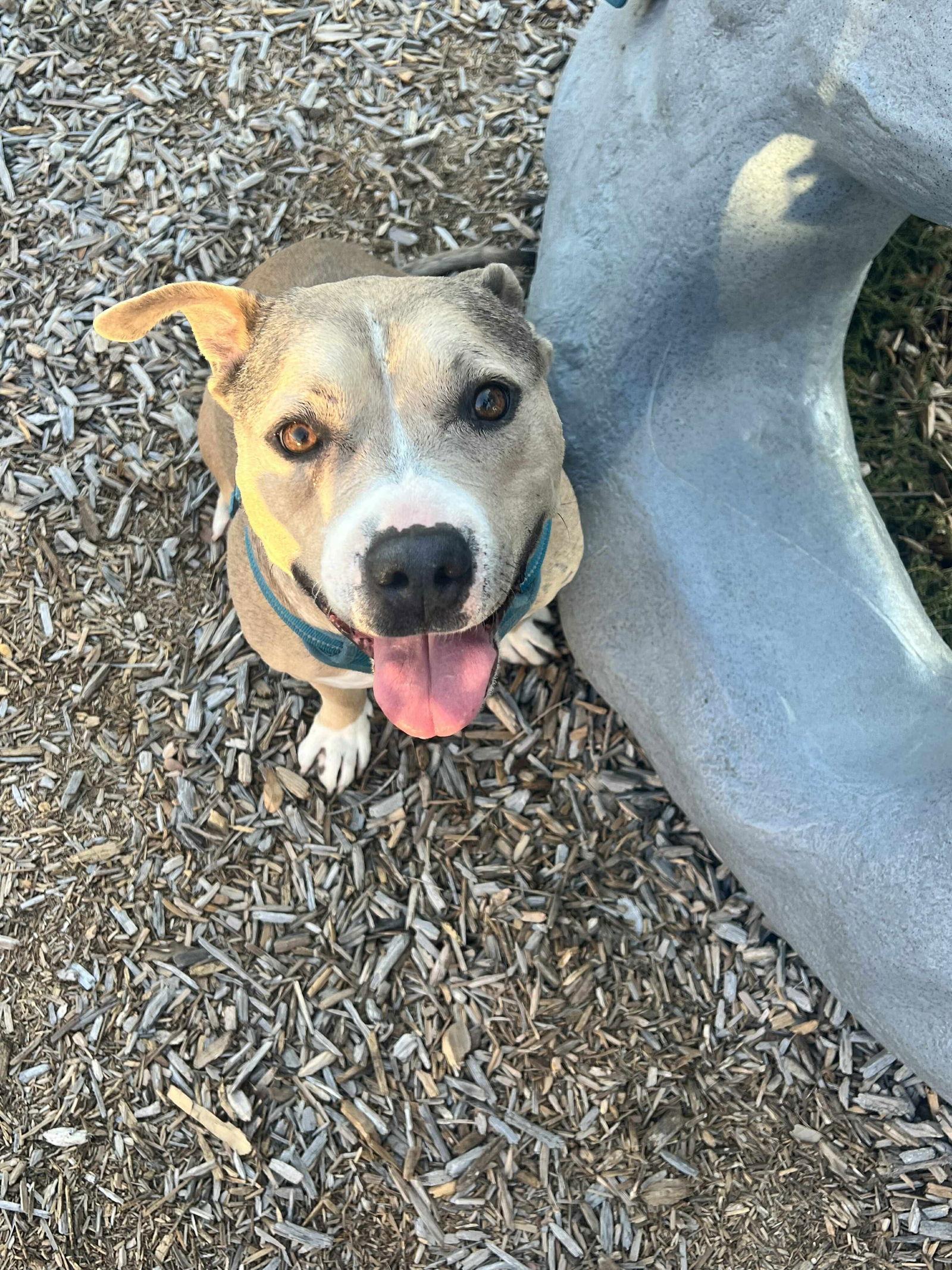 Bella, a Adoptable Pit Bull Terrier in Dallas, TX image 3/3