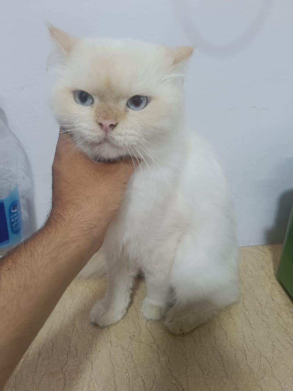 Hugo, an adoptable Ragdoll in Newmarket, ON, L3X 2X5 | Photo Image 5