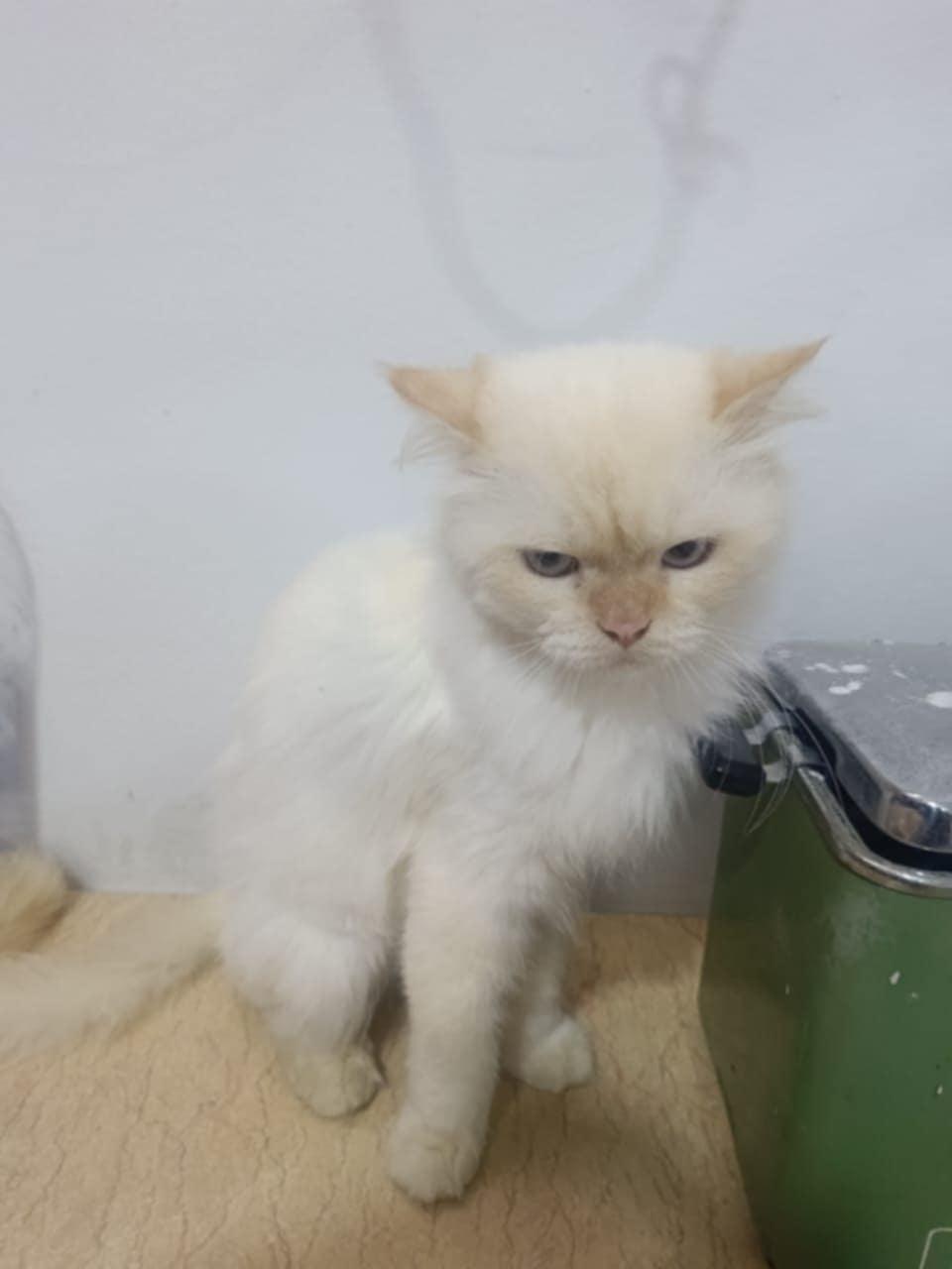 Hugo, an adoptable Ragdoll in Newmarket, ON, L3X 2X5 | Photo Image 1