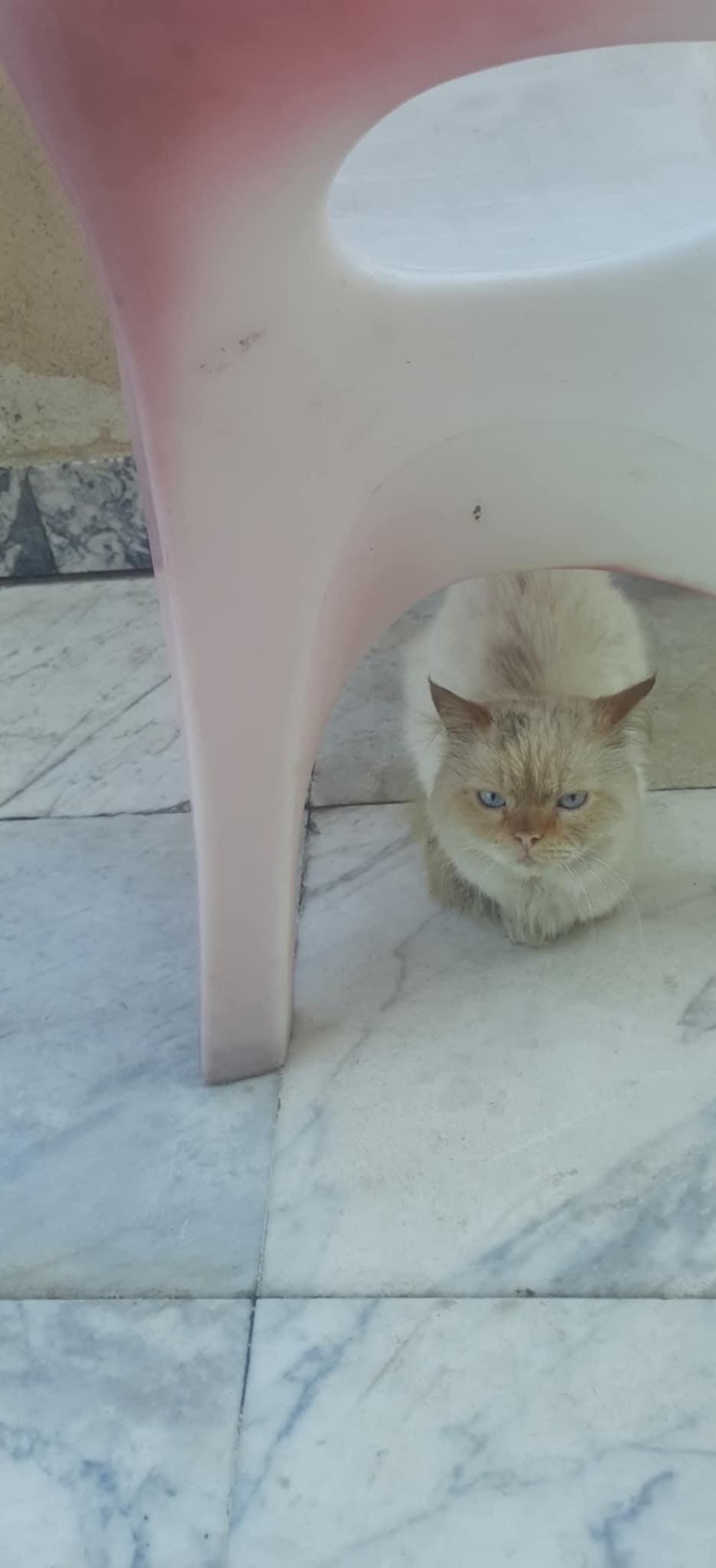 Hugo, an adoptable Ragdoll in Newmarket, ON, L3X 2X5 | Photo Image 6