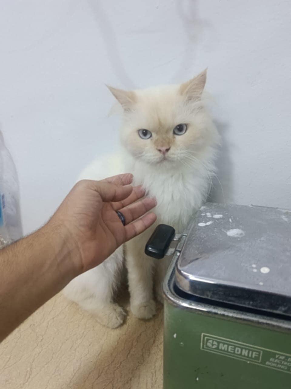 Hugo, an adoptable Ragdoll in Newmarket, ON, L3X 2X5 | Photo Image 2