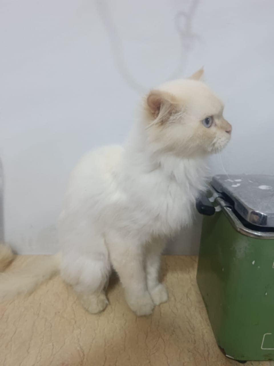 Hugo, an adoptable Ragdoll in Newmarket, ON, L3X 2X5 | Photo Image 3