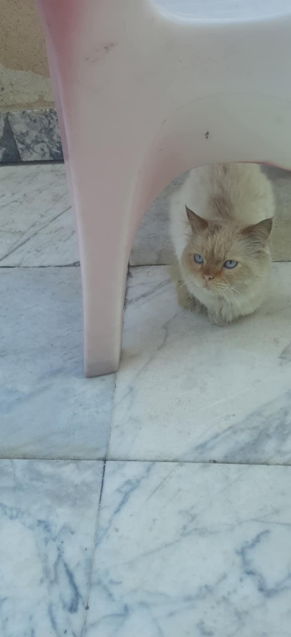 Hugo, an adoptable Ragdoll in Newmarket, ON, L3X 2X5 | Photo Image 4