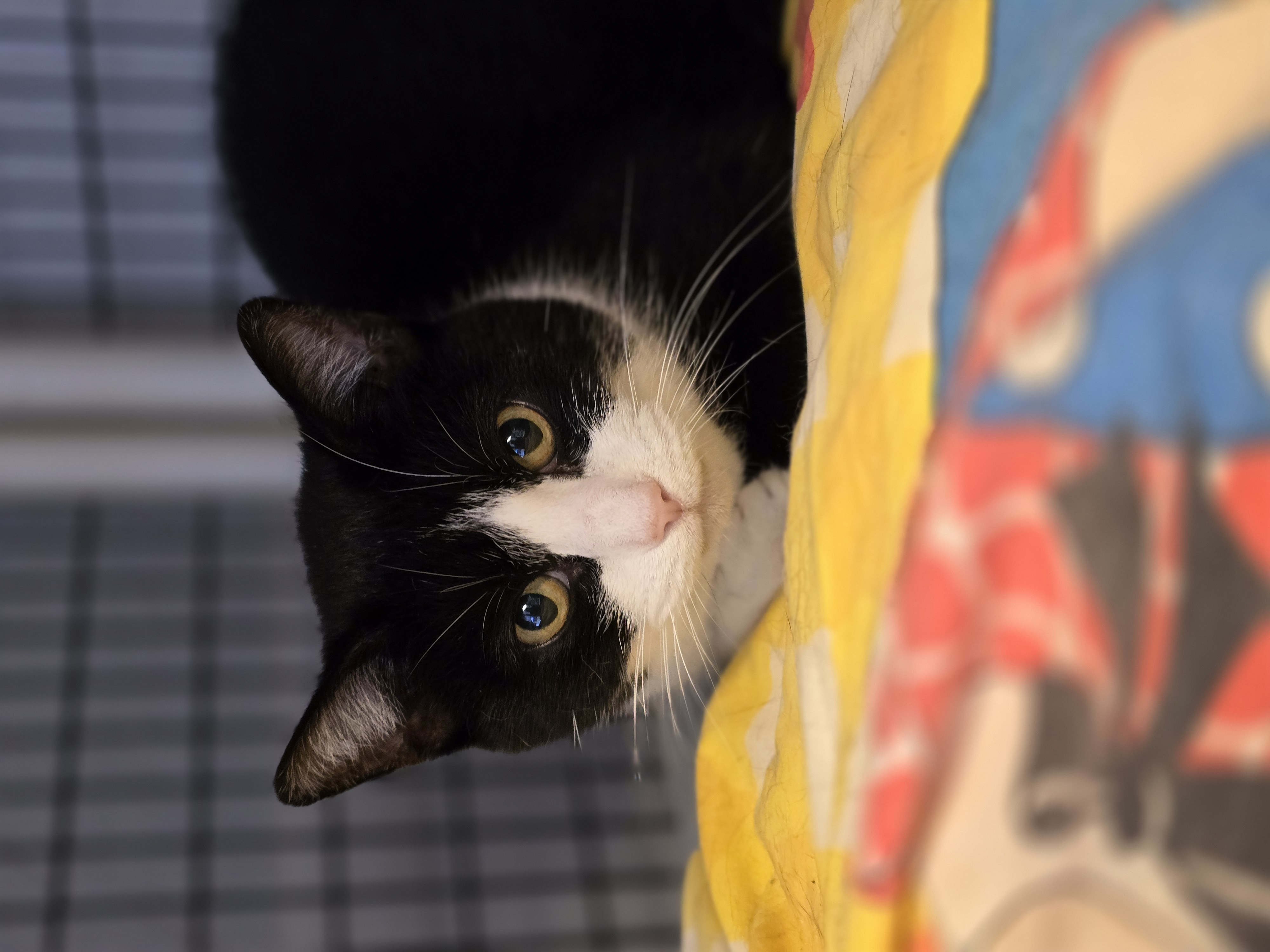 Enlarge Lil Mama, a Adoptable Domestic Short Hair in Hendersonville, TN image 1/1