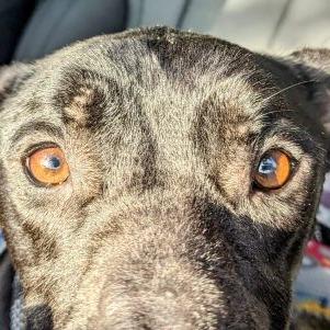 Little John (LJ), Adoptable, Adult Male Labrador Retriever & Boxer.