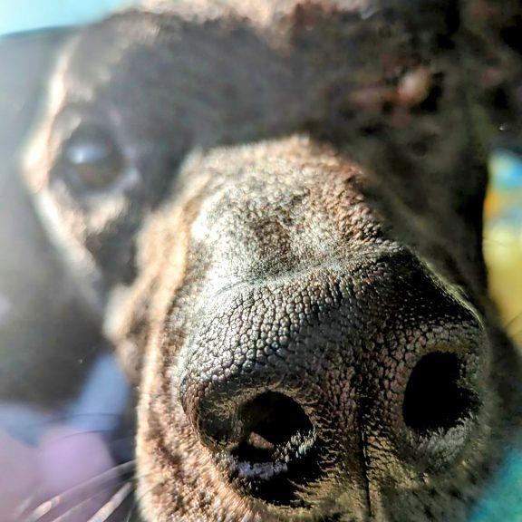 Enlarge Little John (LJ), a Adoptable mixed breed in Tampa, FL image 2/4