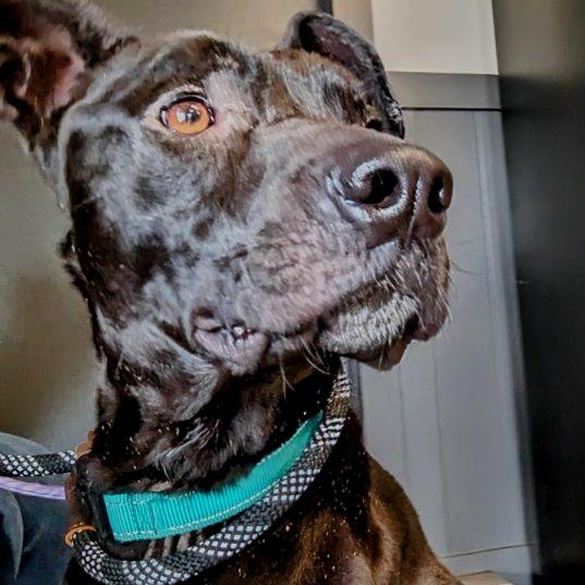 Enlarge Little John (LJ), a Adoptable mixed breed in Tampa, FL image 3/4