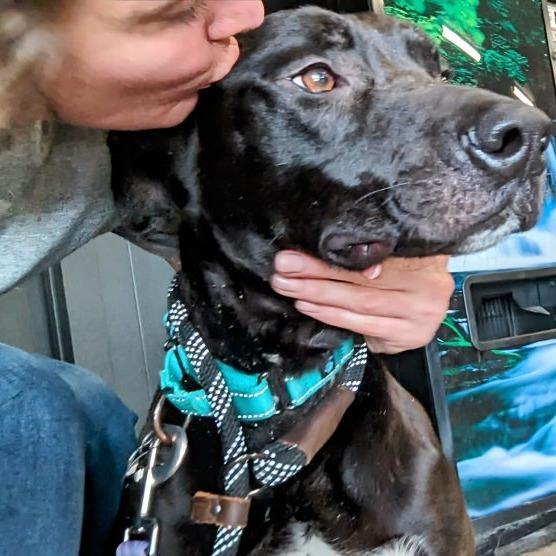 Enlarge Little John (LJ), a Adoptable mixed breed in Tampa, FL image 4/4
