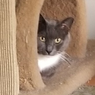 Enlarge Archie, a Adoptable mixed breed in Baltimore, MD image 4/4