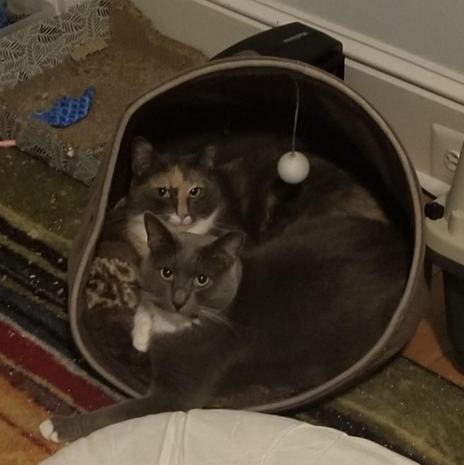 Enlarge Archie, a Adoptable mixed breed in Baltimore, MD image 2/4