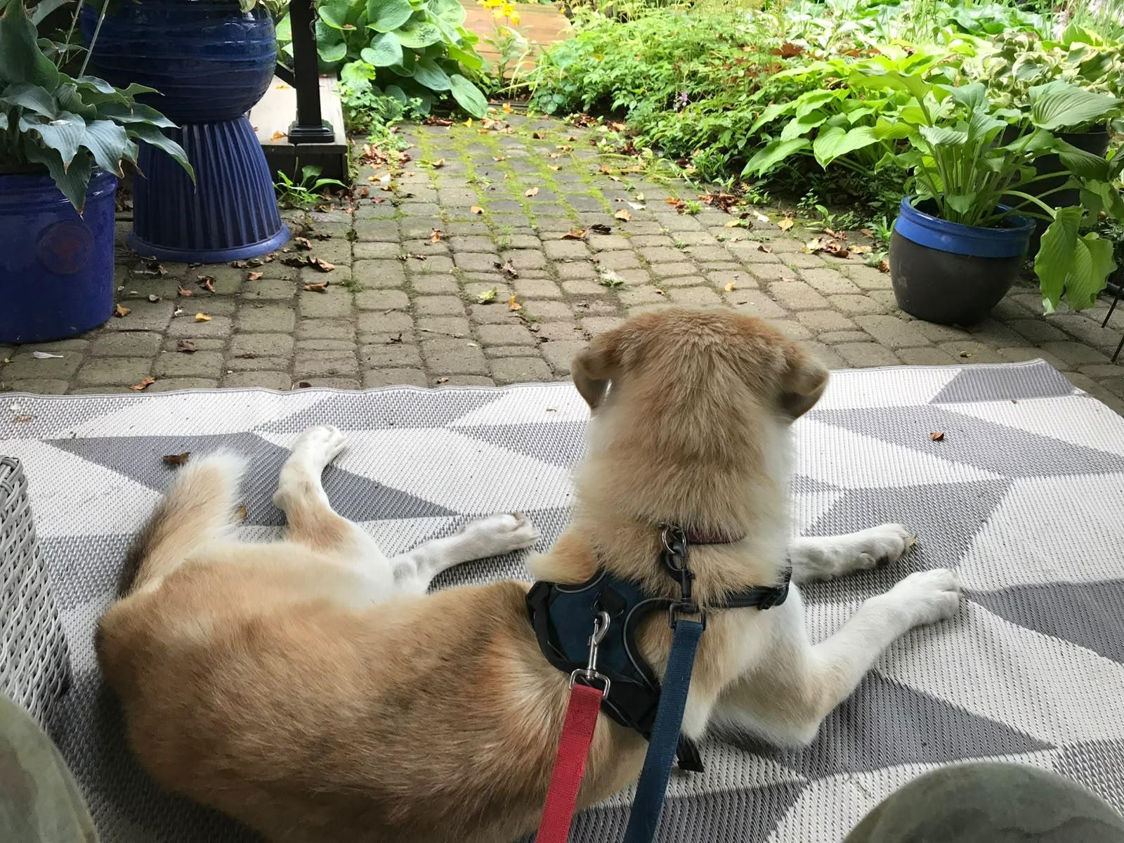 Enlarge Big Ears, a Adopted mixed breed in Oakville, ON image 6/6
