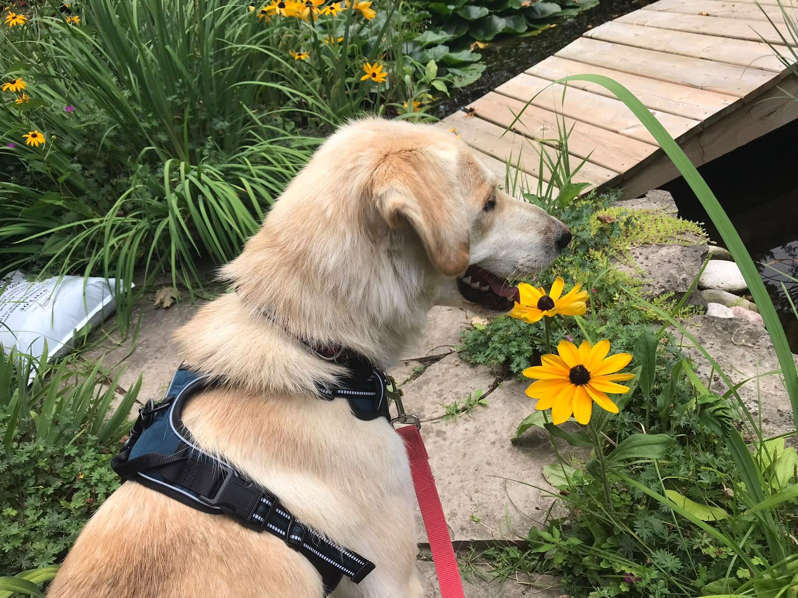 Enlarge Big Ears, a Adopted mixed breed in Oakville, ON image 5/6
