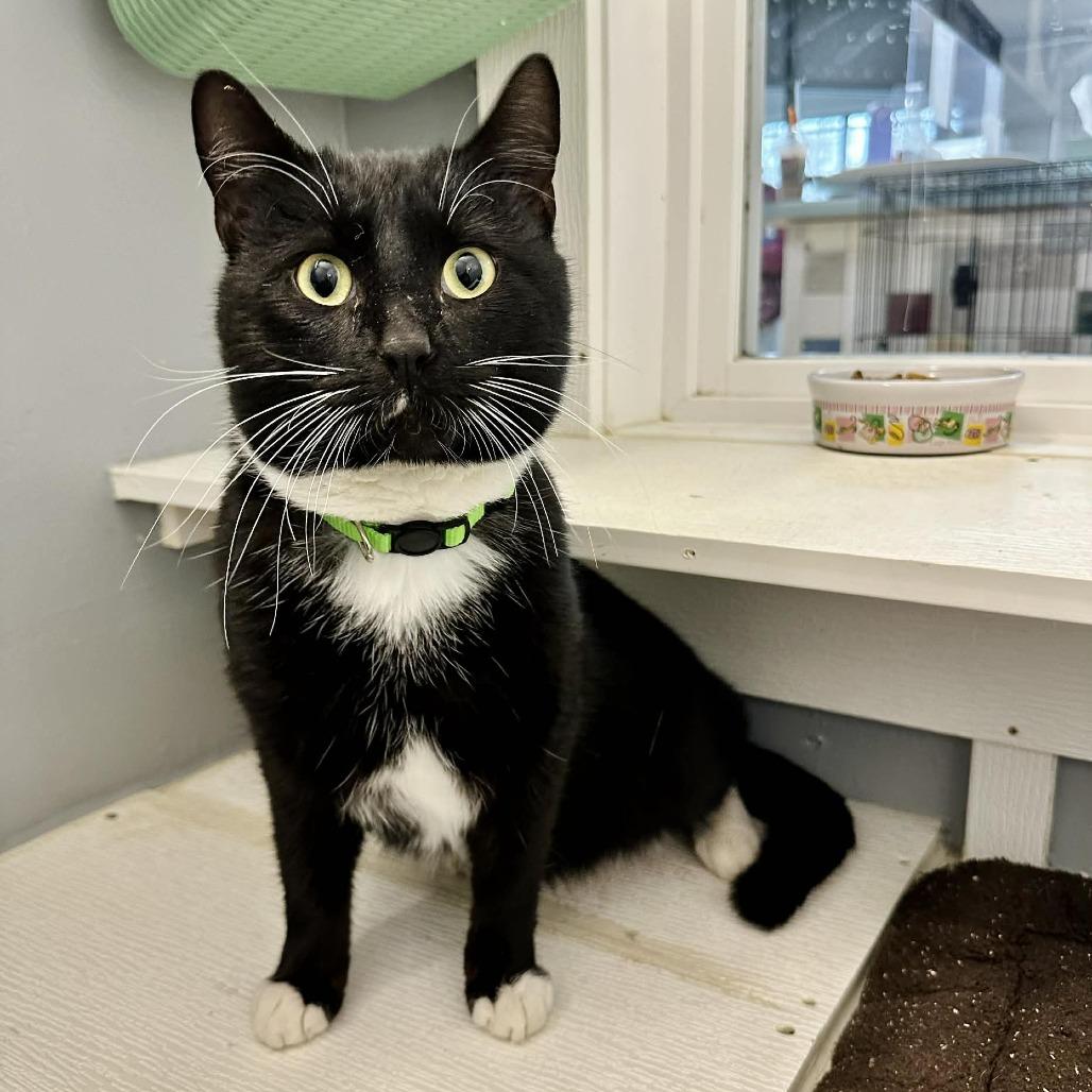 Enlarge PO (Sullivan Petsense), a Adoptable Domestic Short Hair in Union, MO image 1/1