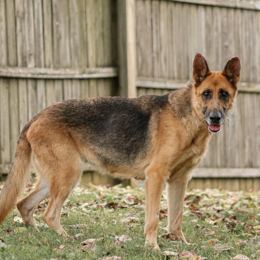 Princess, Adoptable, Adult Female German Shepherd Dog & German Shepherd Dog.