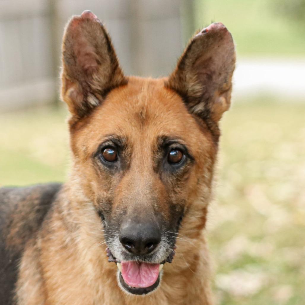 Enlarge Princess, a Adoptable mixed breed in Madisonville, KY image 2/5