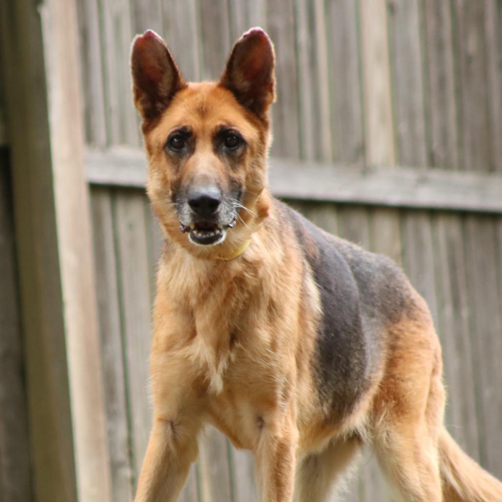 Enlarge Princess, a Adoptable mixed breed in Madisonville, KY image 3/5