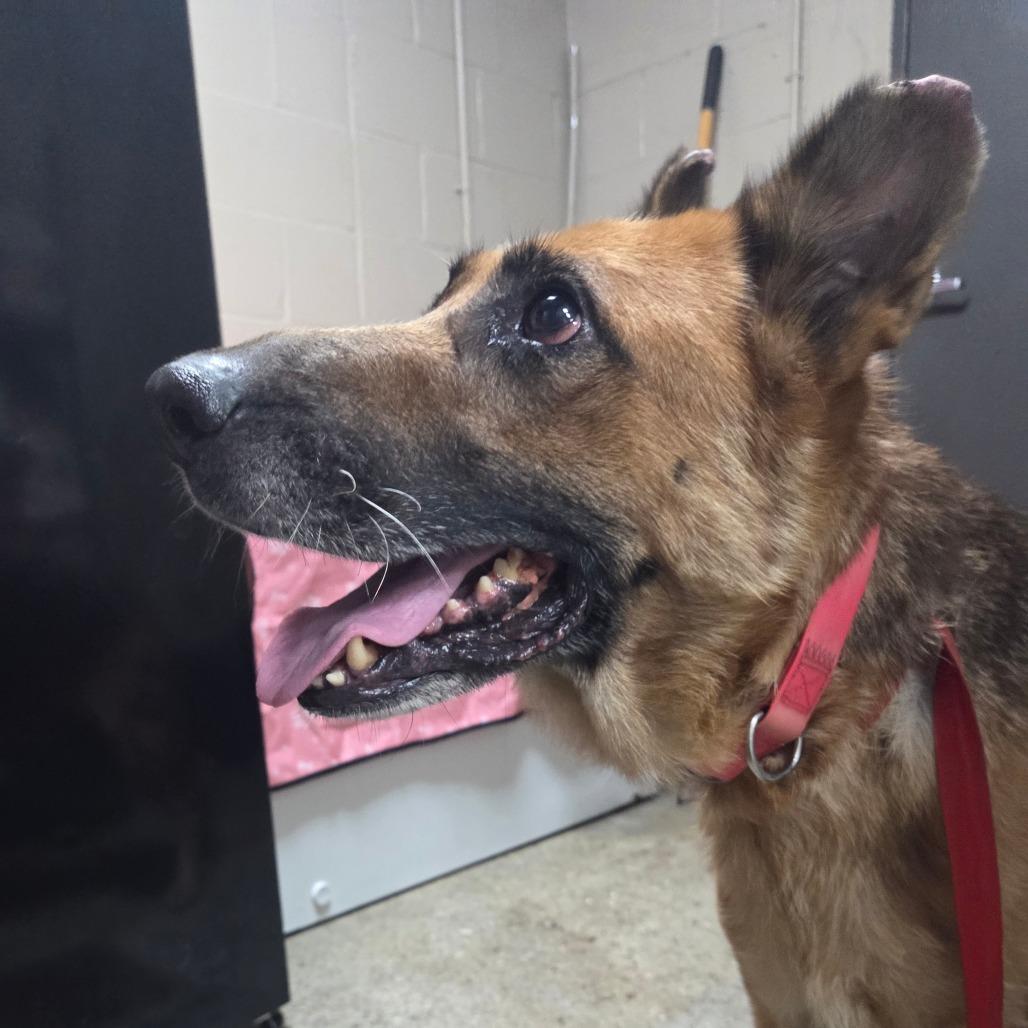 Enlarge Princess, a Adoptable mixed breed in Madisonville, KY image 4/5