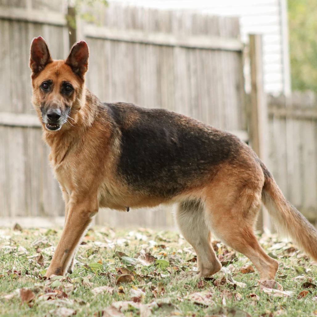 Enlarge Princess, a Adoptable mixed breed in Madisonville, KY image 5/5
