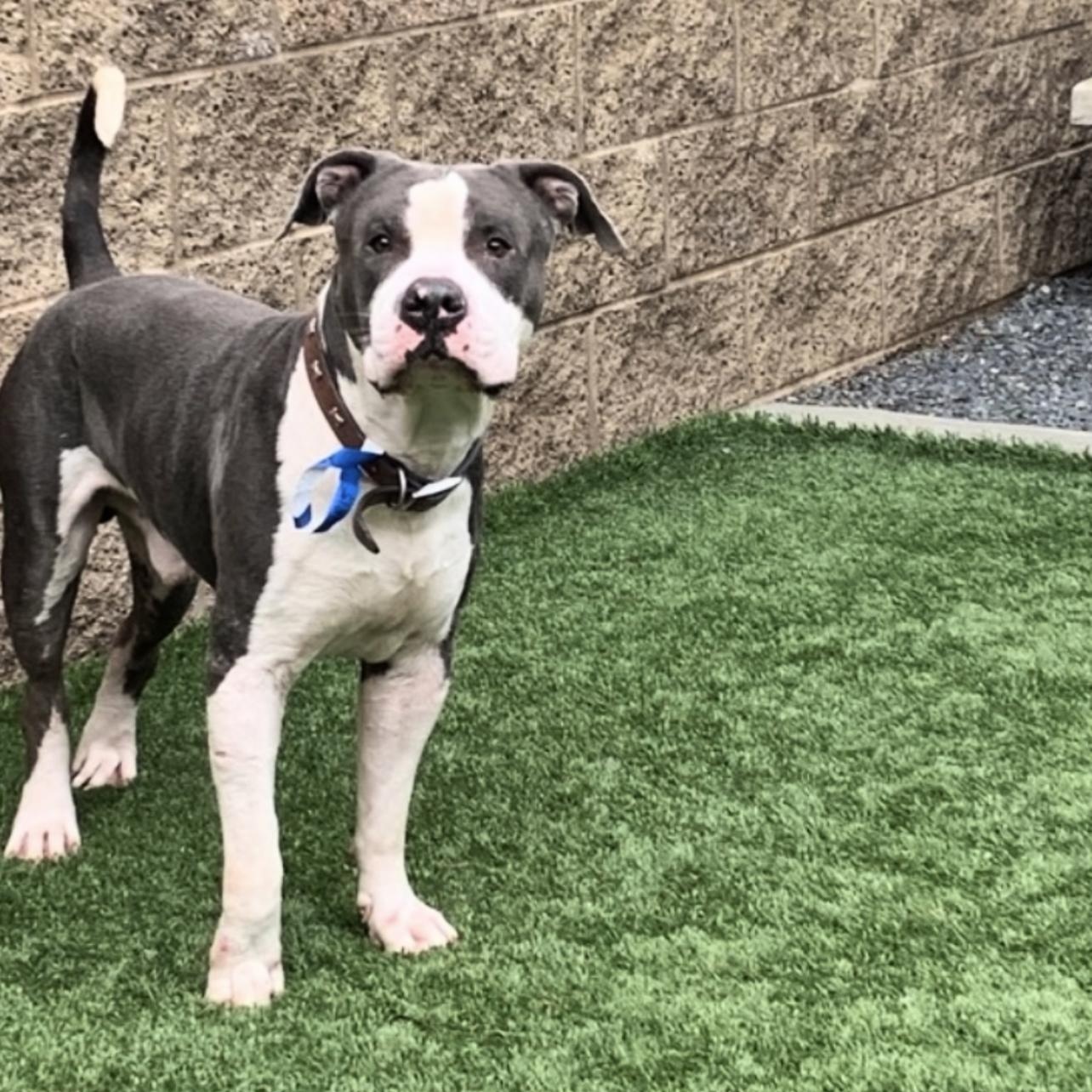 Grant, a Adoptable mixed breed in San Diego, CA image 5/5