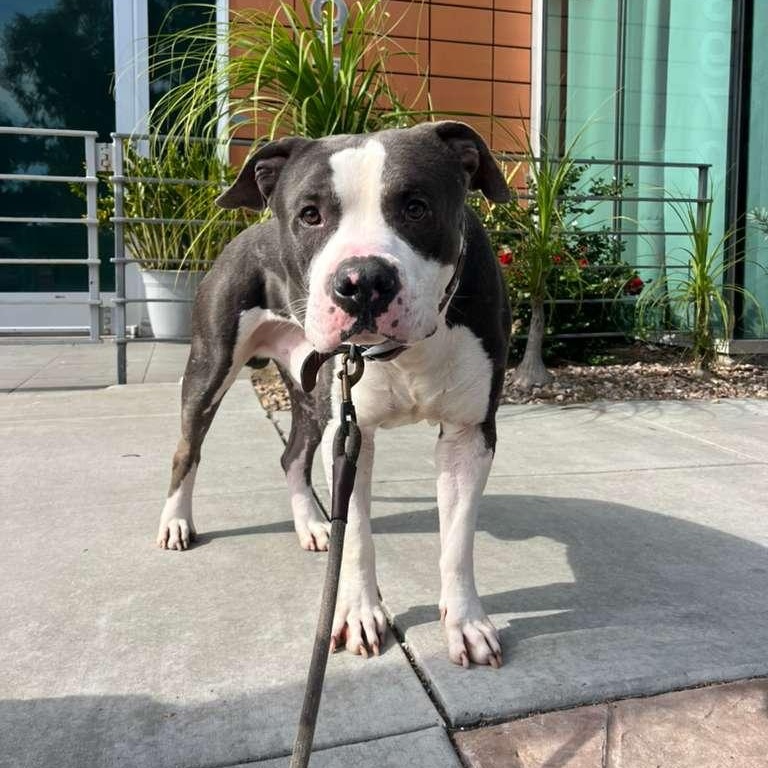 Grant, a Adoptable mixed breed in San Diego, CA image 2/5