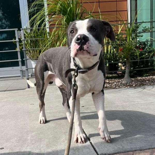 Grant, a Adoptable mixed breed in San Diego, CA image 4/5