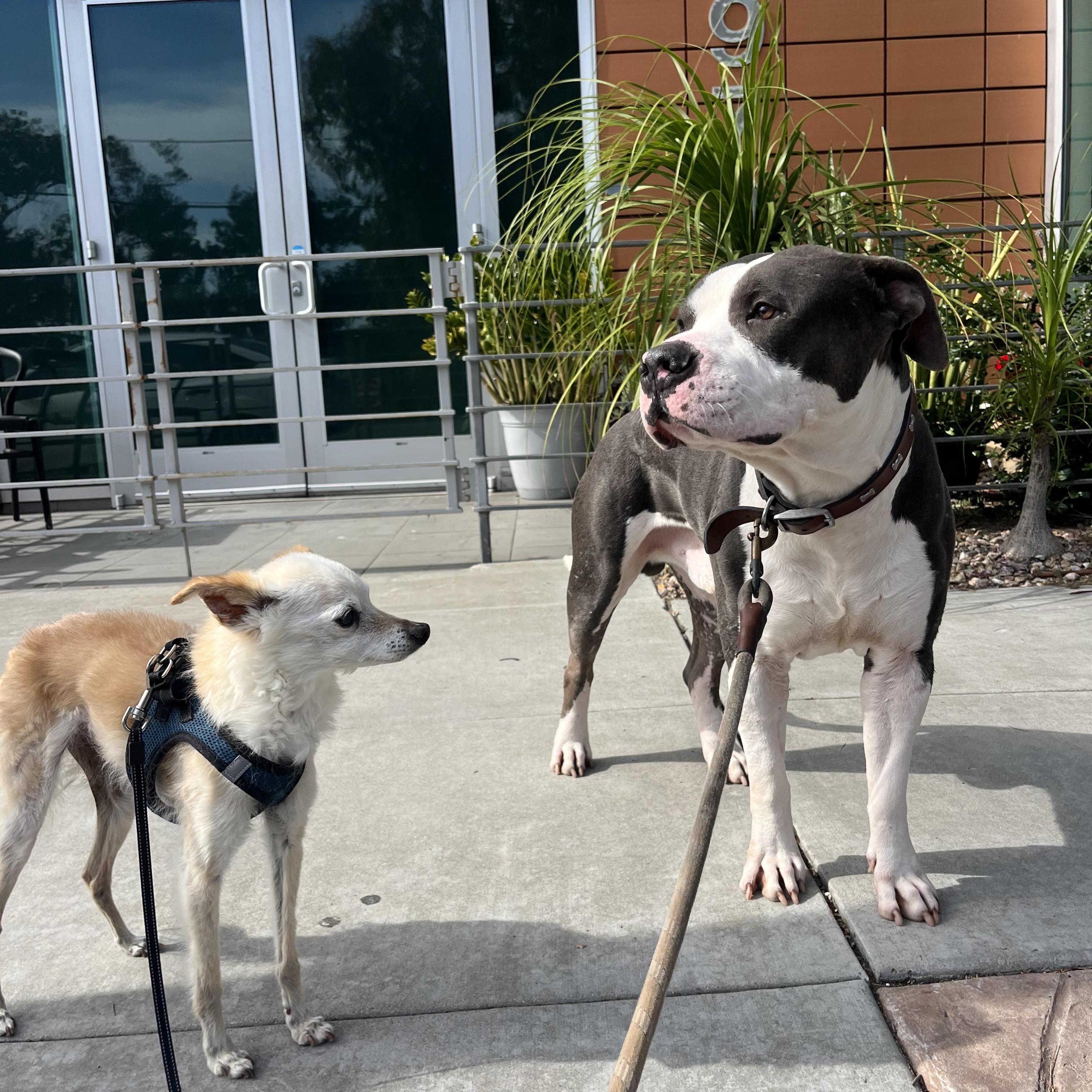 Grant, a Adoptable mixed breed in San Diego, CA image 3/5