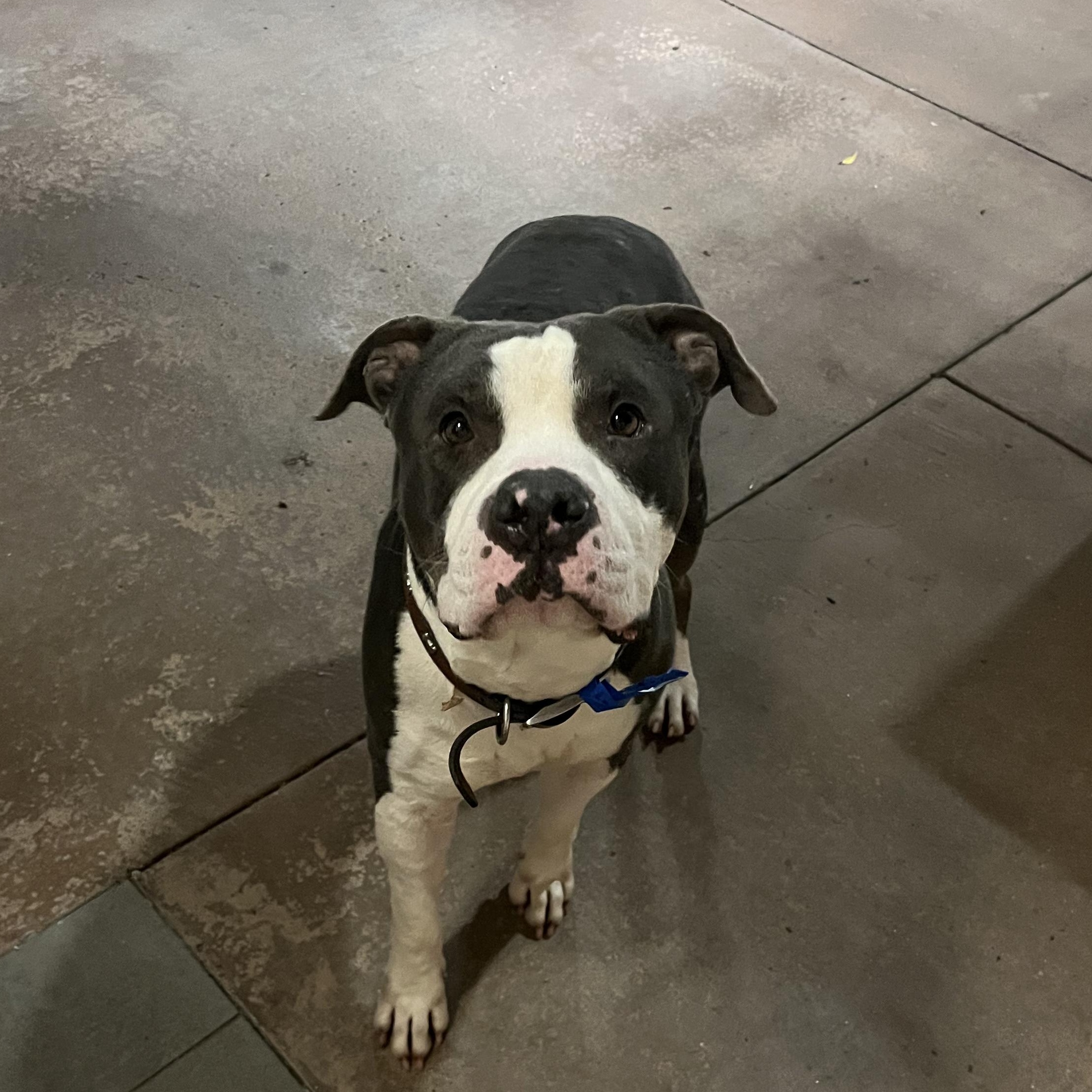 Grant, Adoptable, Adult Male Pit Bull Terrier.