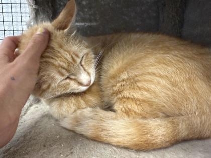 Enlarge Potato, a Adoptable mixed breed in Washington, IA image 1/3