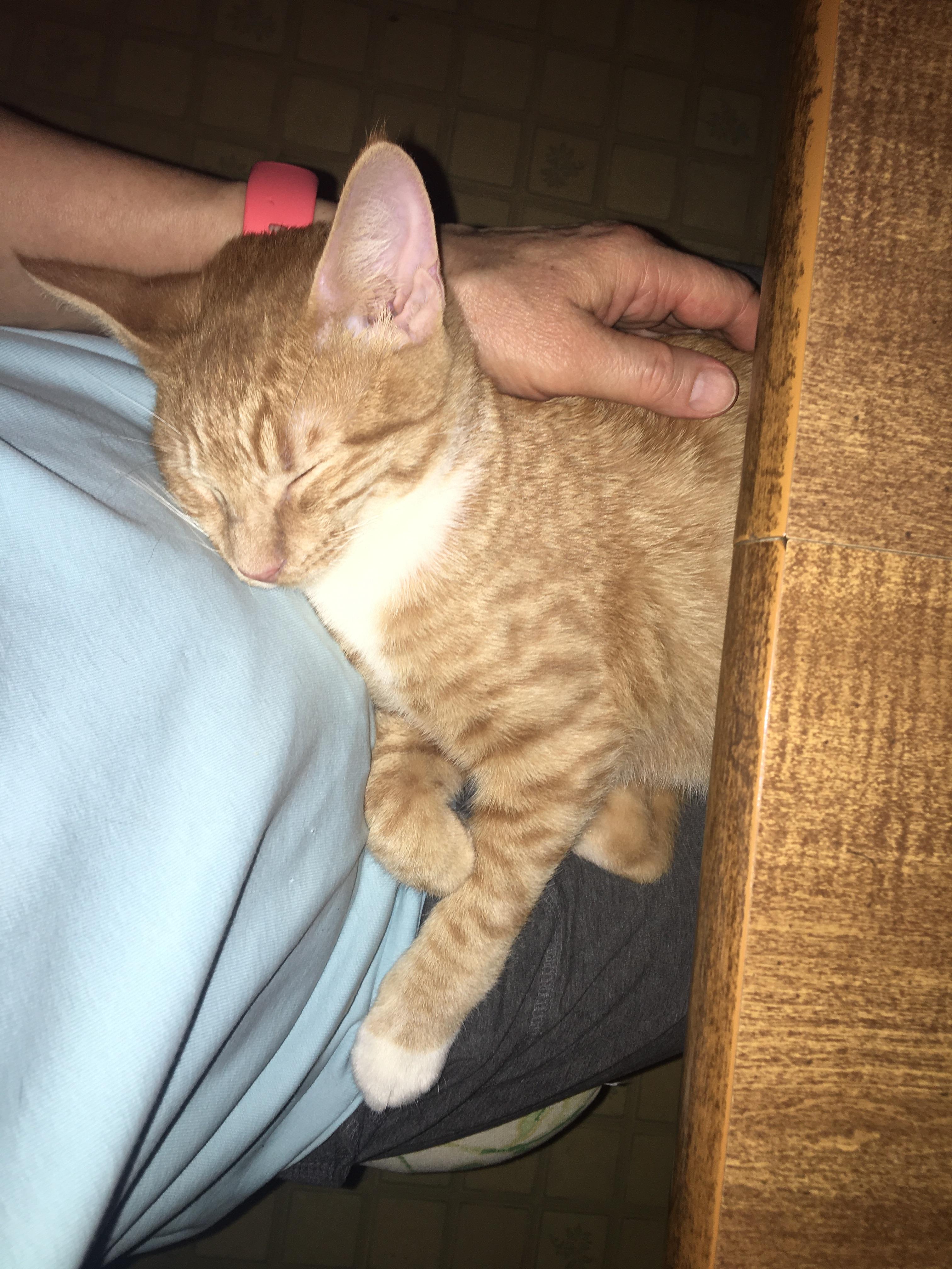 Enlarge Creamsicle, a Adoptable Domestic Short Hair in Knoxville, TN image 3/3