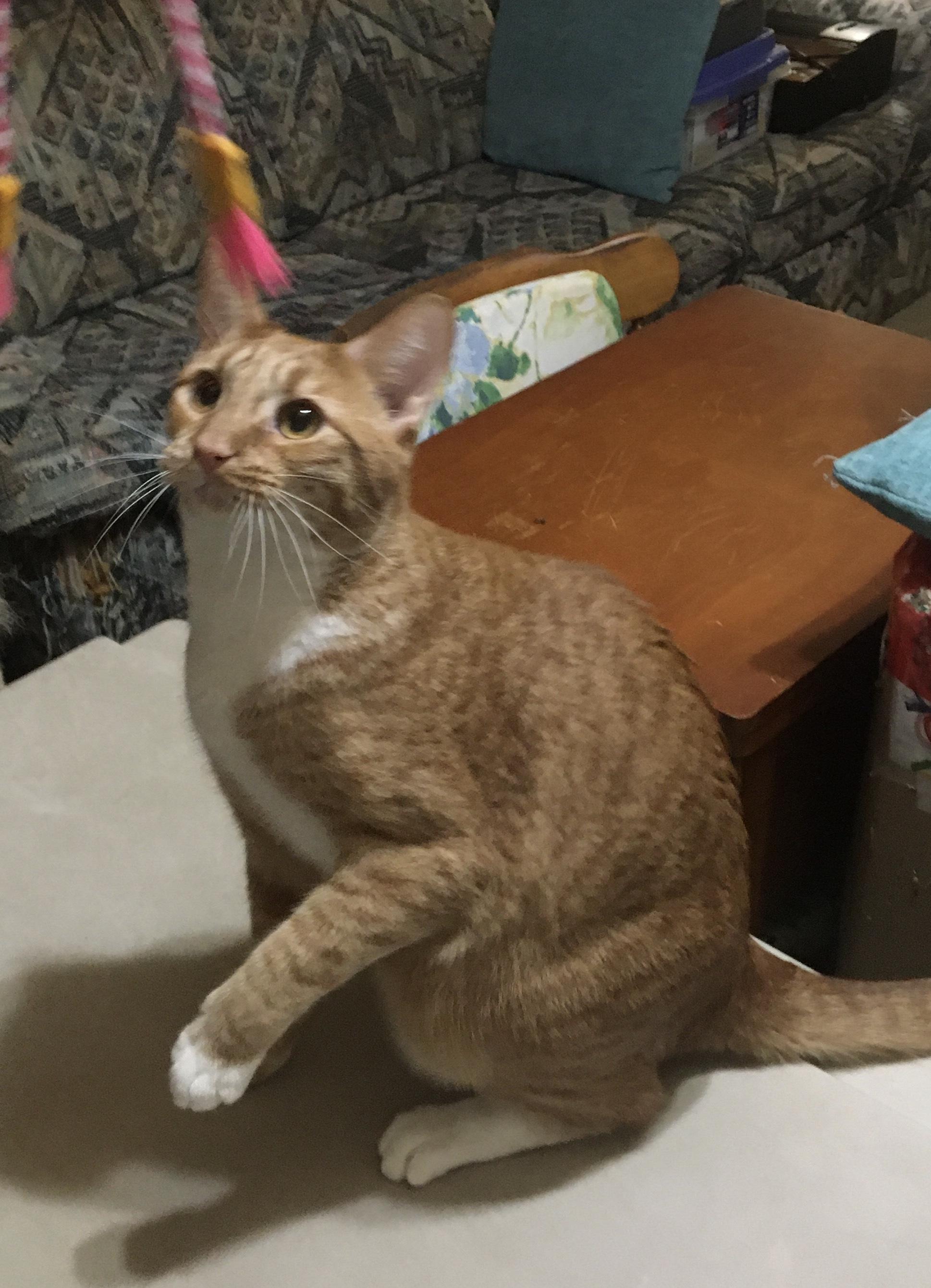 Enlarge Creamsicle, a Adoptable Domestic Short Hair in Knoxville, TN image 2/3