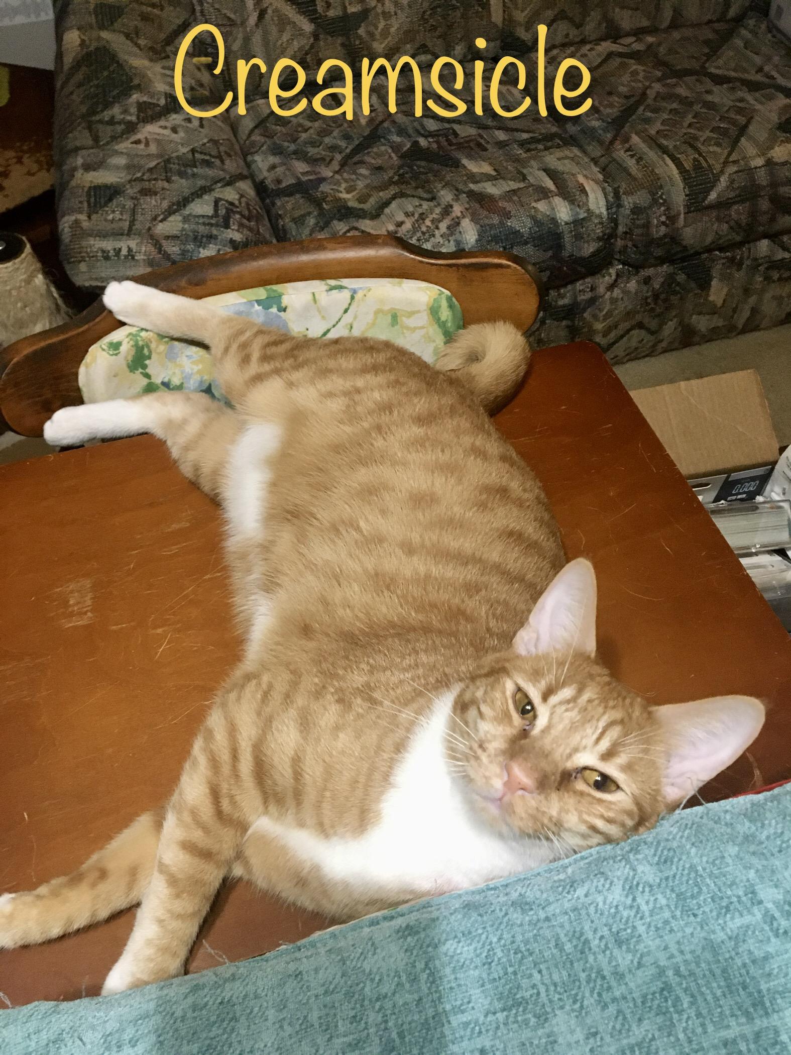Creamsicle, Adoptable, Adult Male Domestic Short Hair.